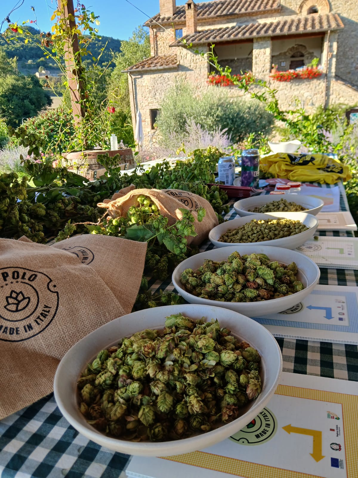 Luppolo in fiore